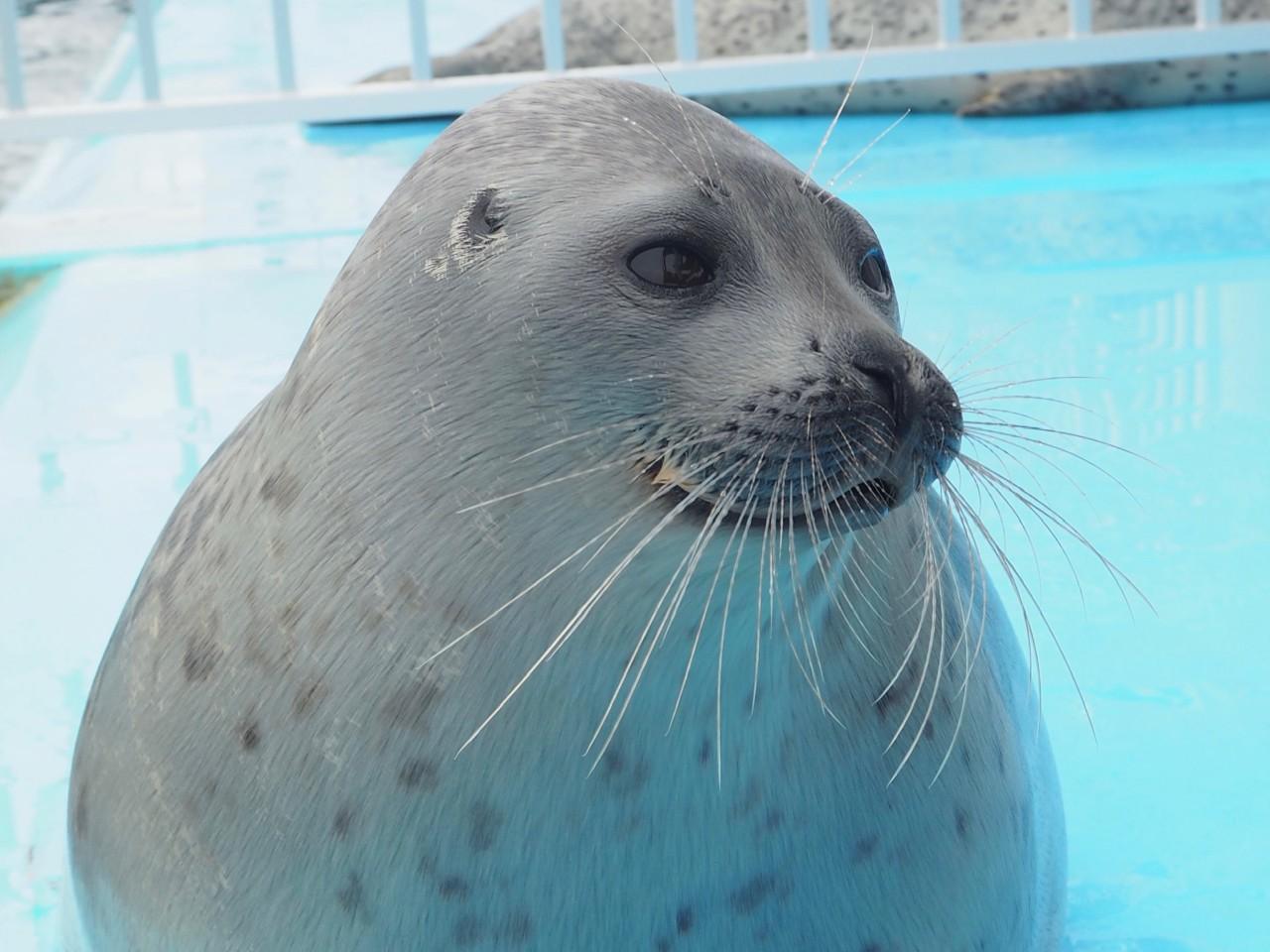 画像: 提供：オホーツクとっかりセンター（写真はよう）