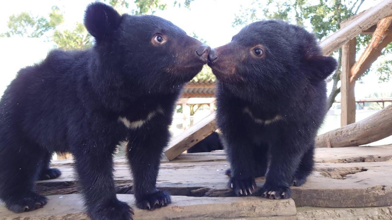 画像2: “パンくん”の故郷でこぐまたちが人気上昇中！｜阿蘇カドリー・ドミニオン（熊本）