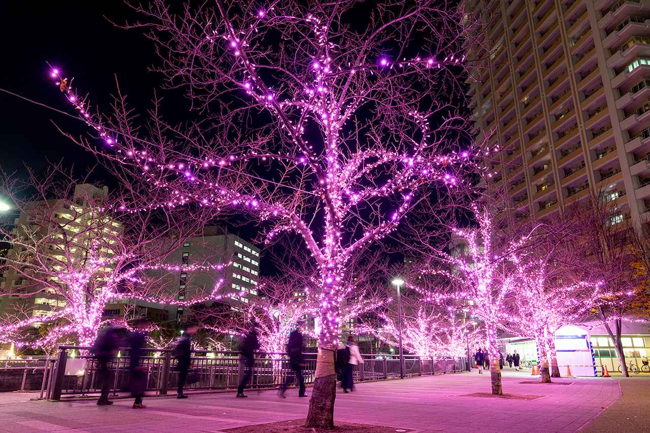 画像1: 提供:目黒川みんなのイルミネーション実行委員会