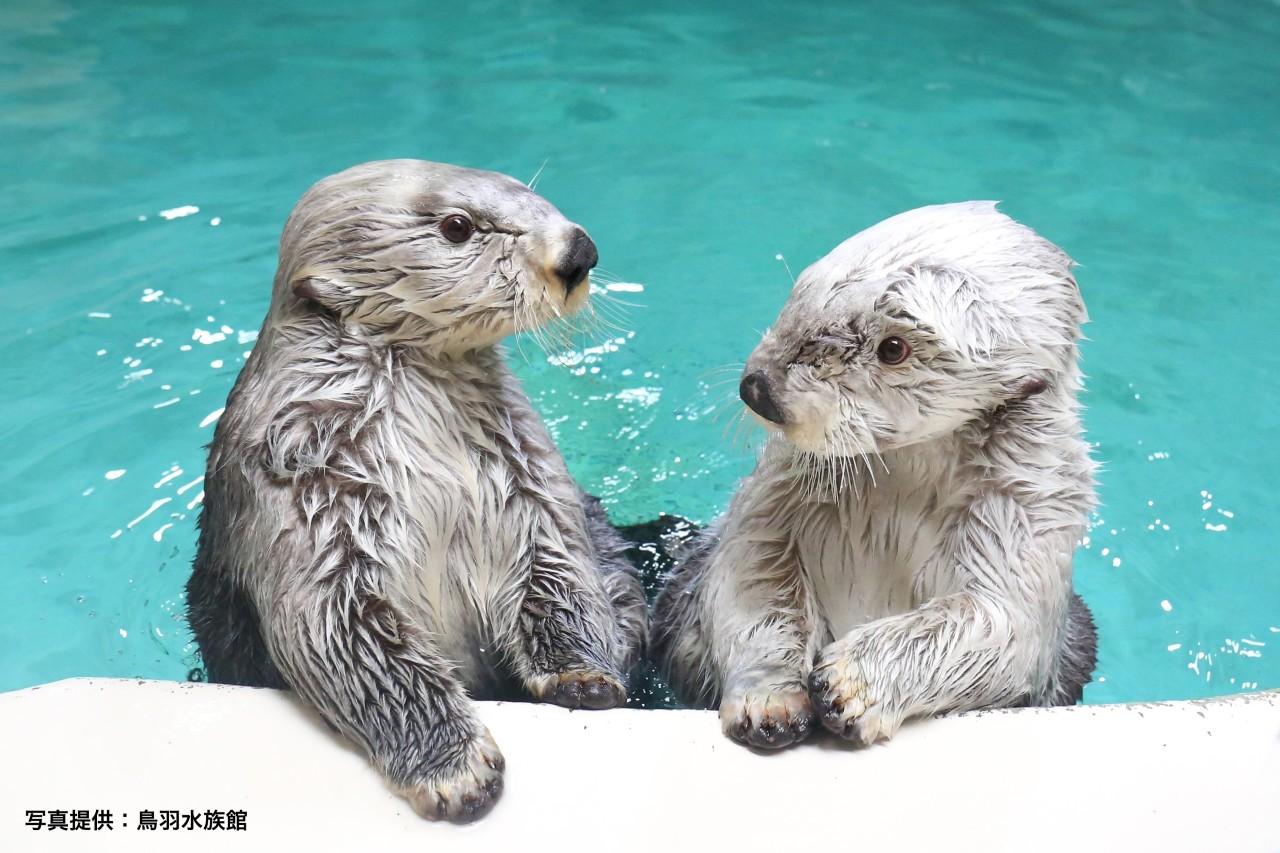 画像2: 左がキラ、右がメイ