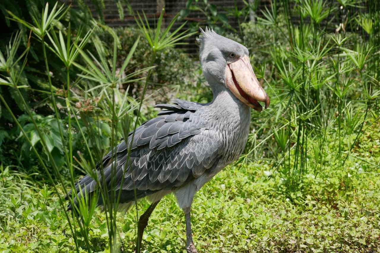 画像: 写真は「ささ」