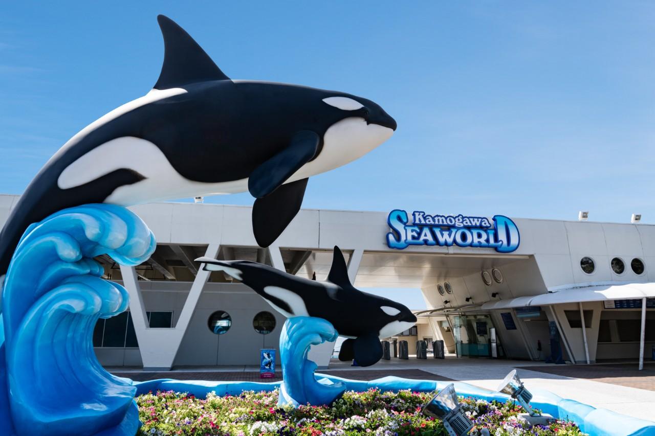 画像1: シャチと人の息の合ったパフォーマンスが人気｜鴨川シーワールド（千葉）