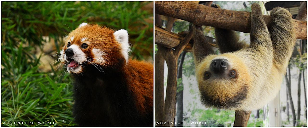 画像1: 癒しはまだここに！「アドベンチャーワールド」