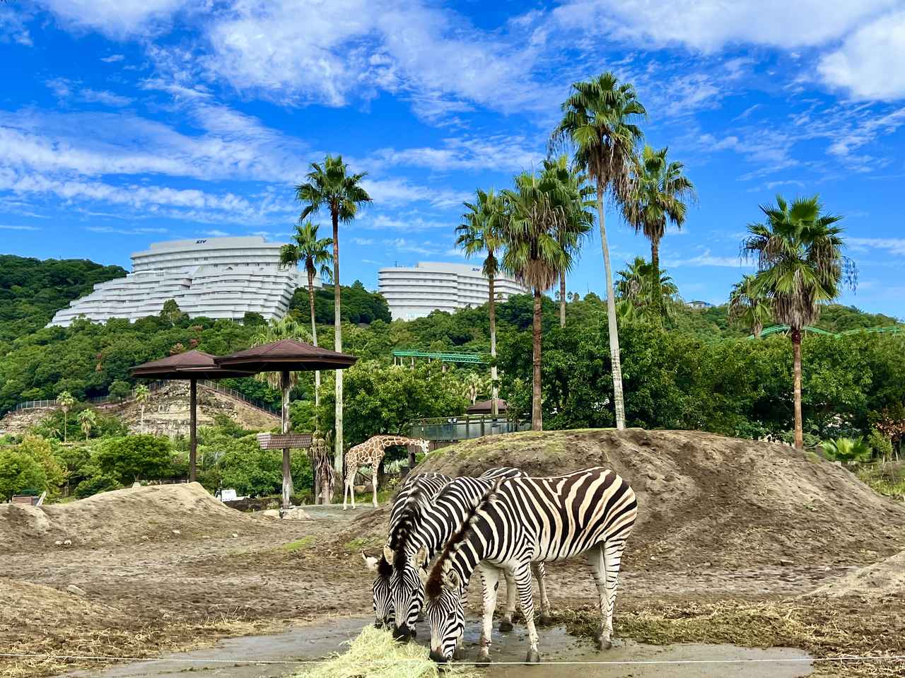 画像3: 癒しはまだここに！「アドベンチャーワールド」