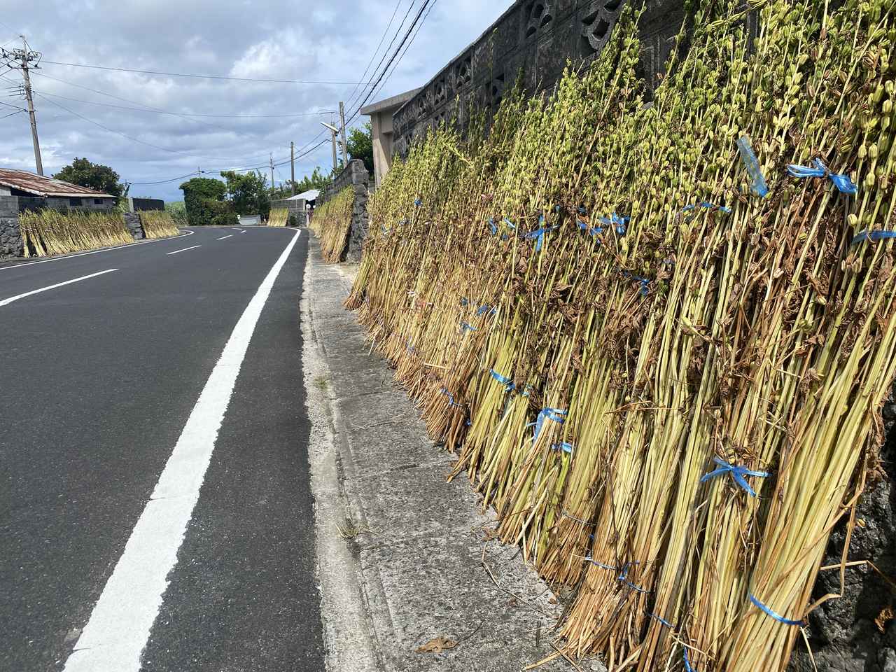 画像: セサミストリート