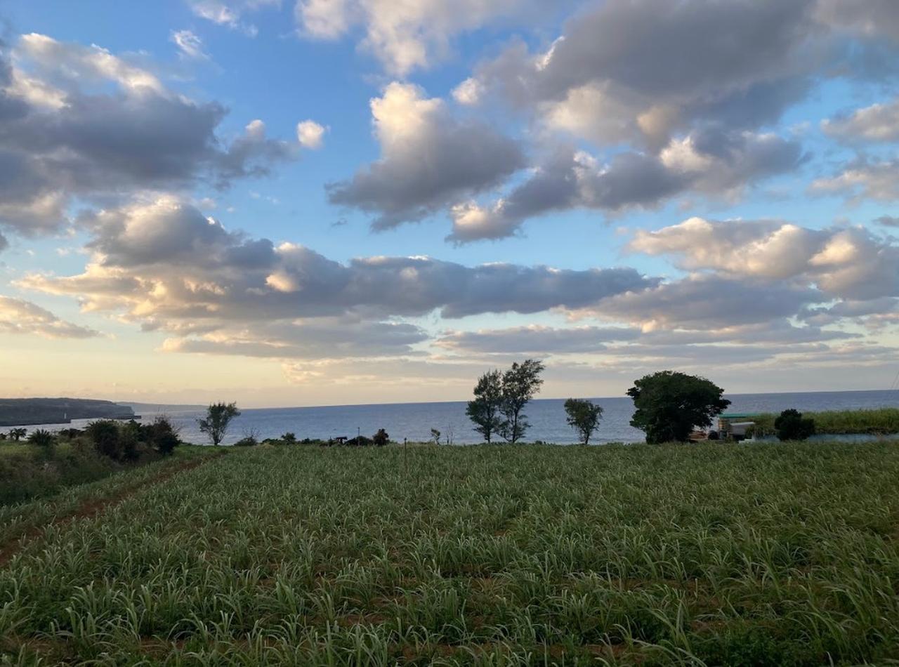 画像: 散歩道の風景