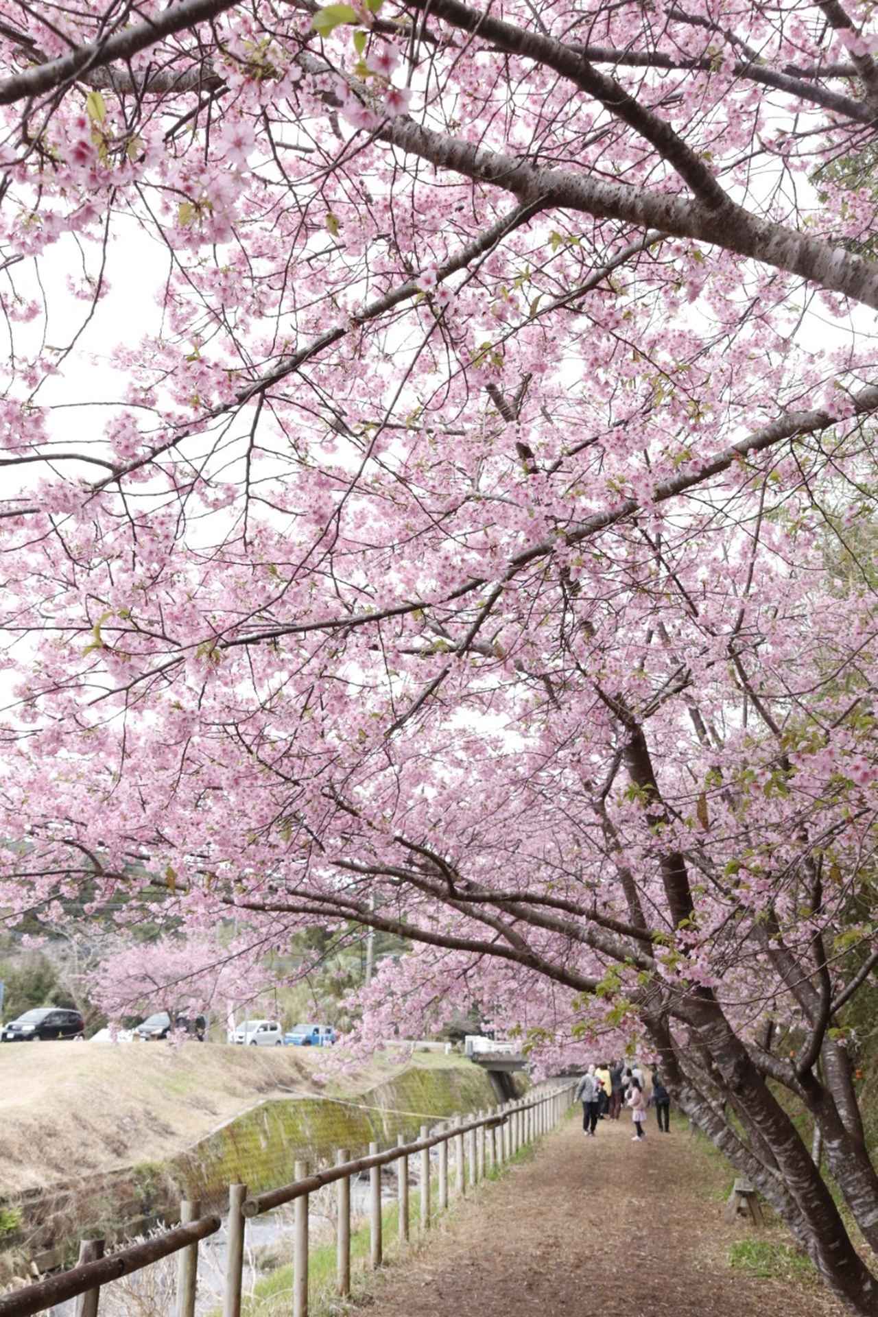 画像4: ふるさとの恵みをめぐる種子島の旅。西之表市・古田校区のおいしい物語
