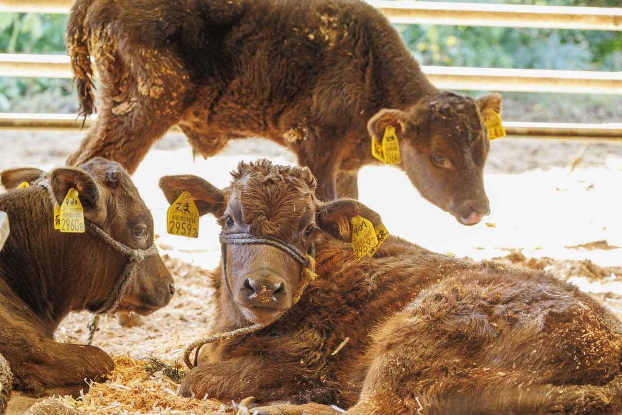 画像1: 橋口牧場