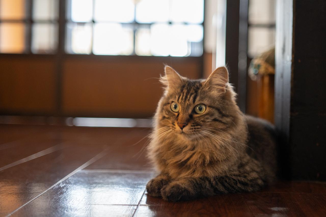 画像: 〈山形の楽しみ方②〉温泉街で“猫店長”に癒やされる