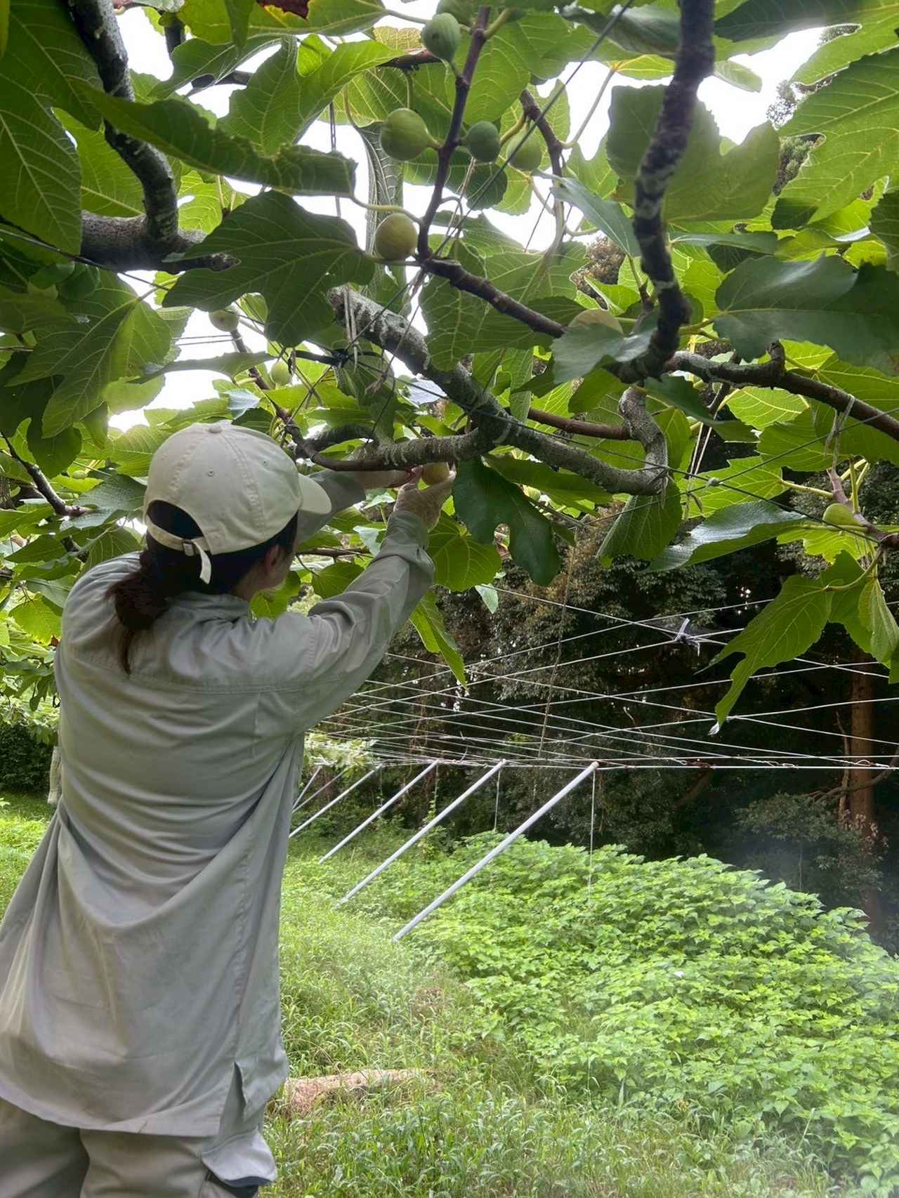 画像1: ＃地域の食を支える、農業・水産加工業・商業を体験