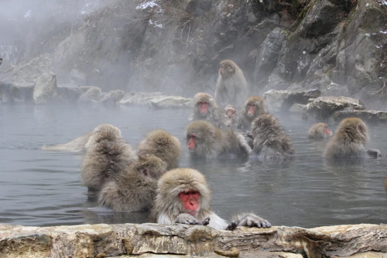 画像1: 世界も注目!雪の中で“温泉に入るサル”