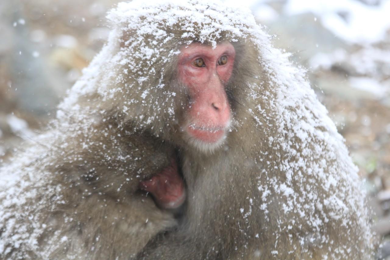 画像2: 世界も注目!雪の中で“温泉に入るサル”