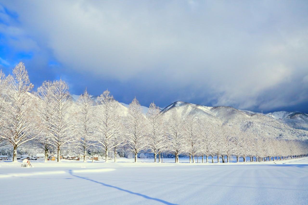 画像1: 500本の木々が雪化粧して並ぶ、圧巻の一本道