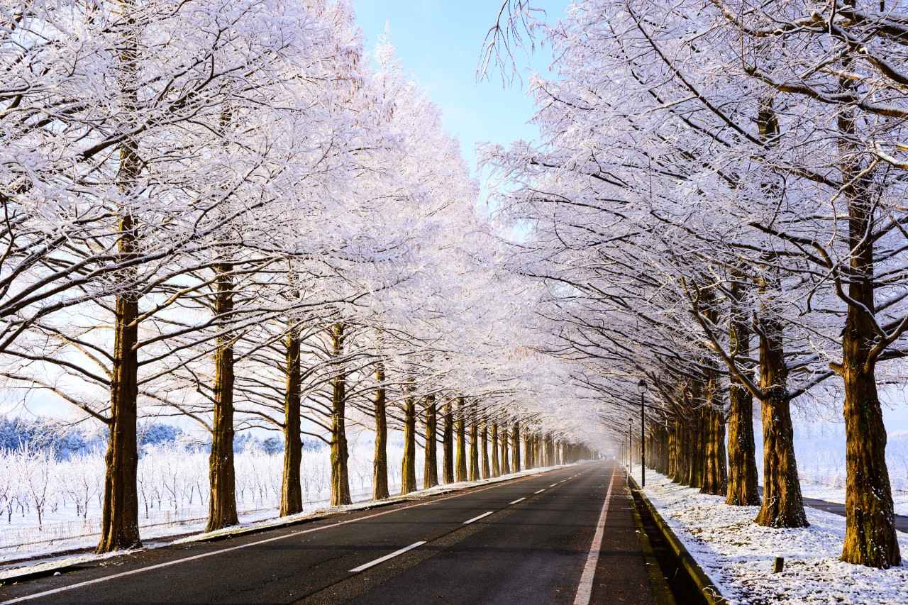 画像2: 500本の木々が雪化粧して並ぶ、圧巻の一本道