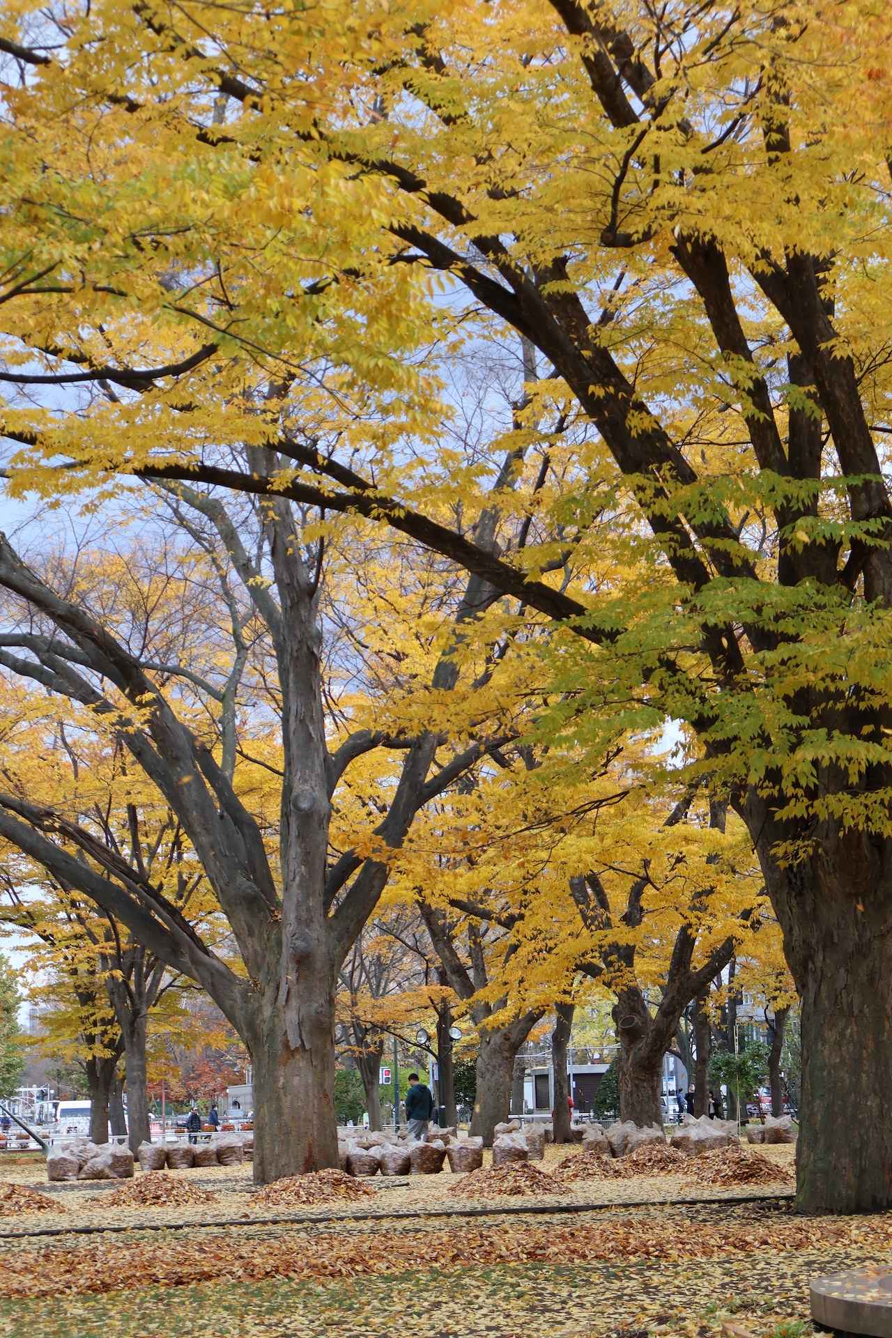 画像1: 【フォトスポット】札幌の街を散策