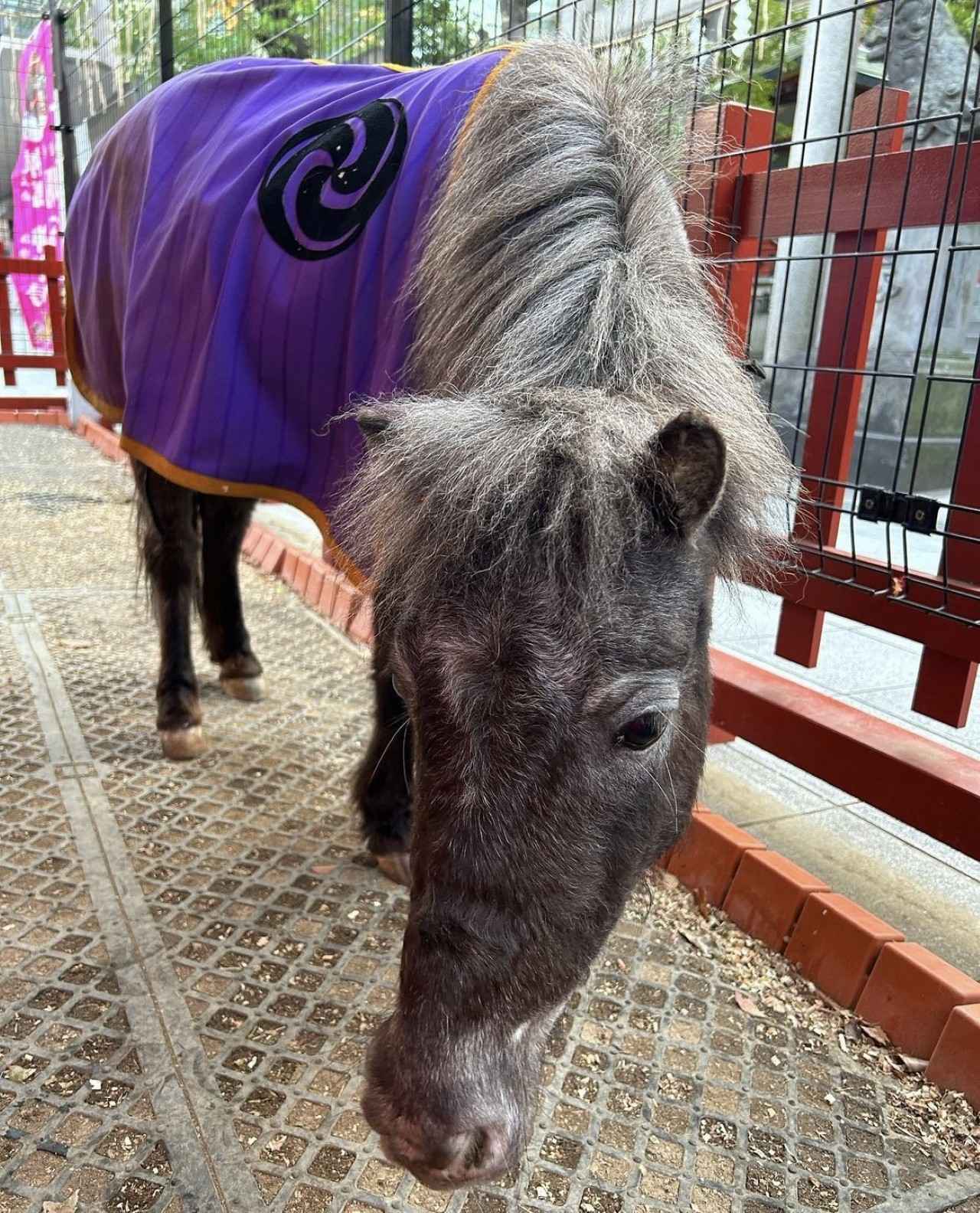 画像1: 【2026】東京の初詣におすすめの神社&お寺13選。屋台や穴場情報も！