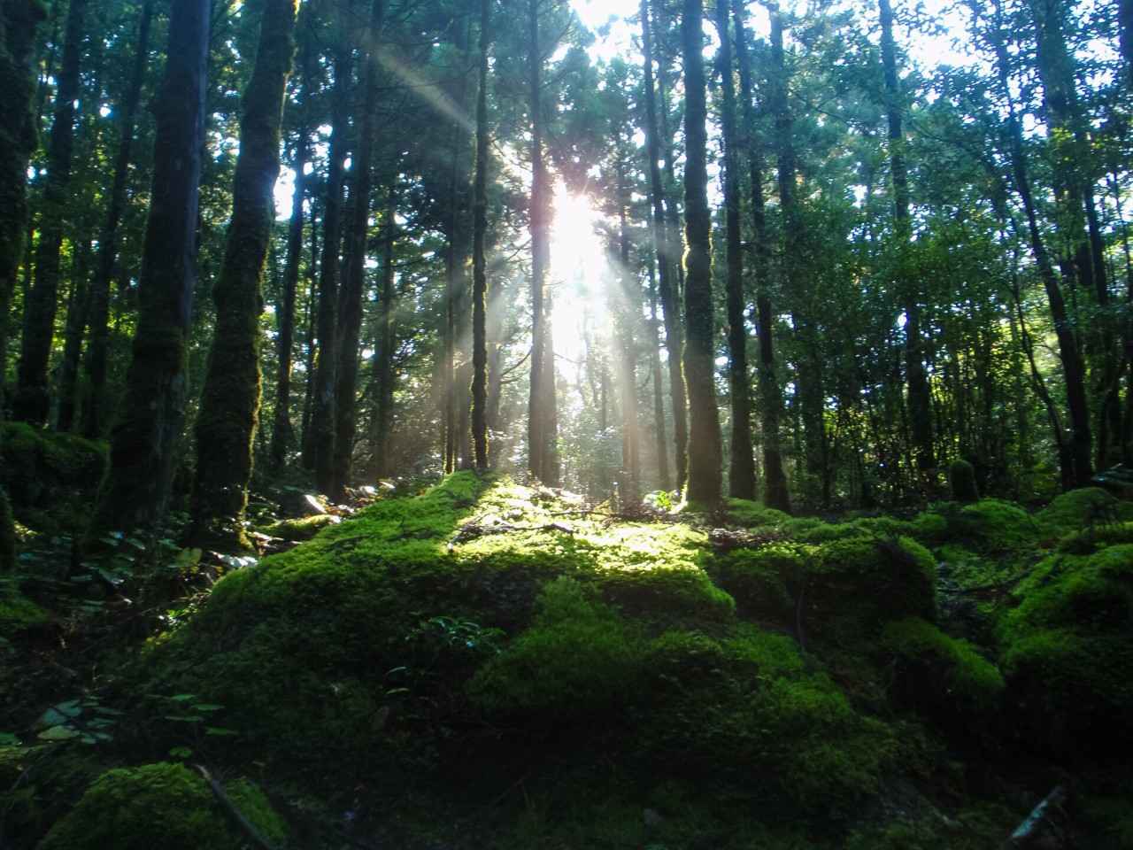 画像3: 提供：一般社団法人 屋久島観光協会