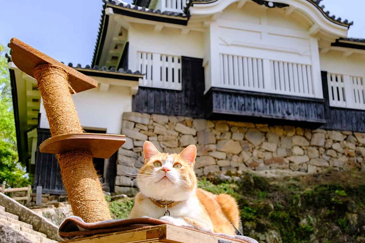 画像: あなたの知らないディープ岡山。備中高梁の城下町を巡る