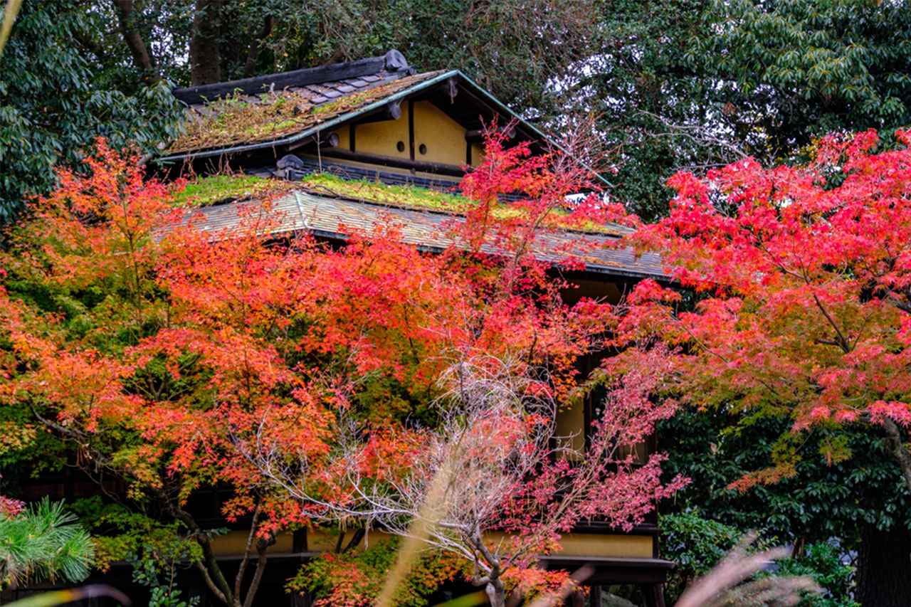 画像: 茶室「山亭」。設計は、武者小路千家の茶人・三代木津宗詮
