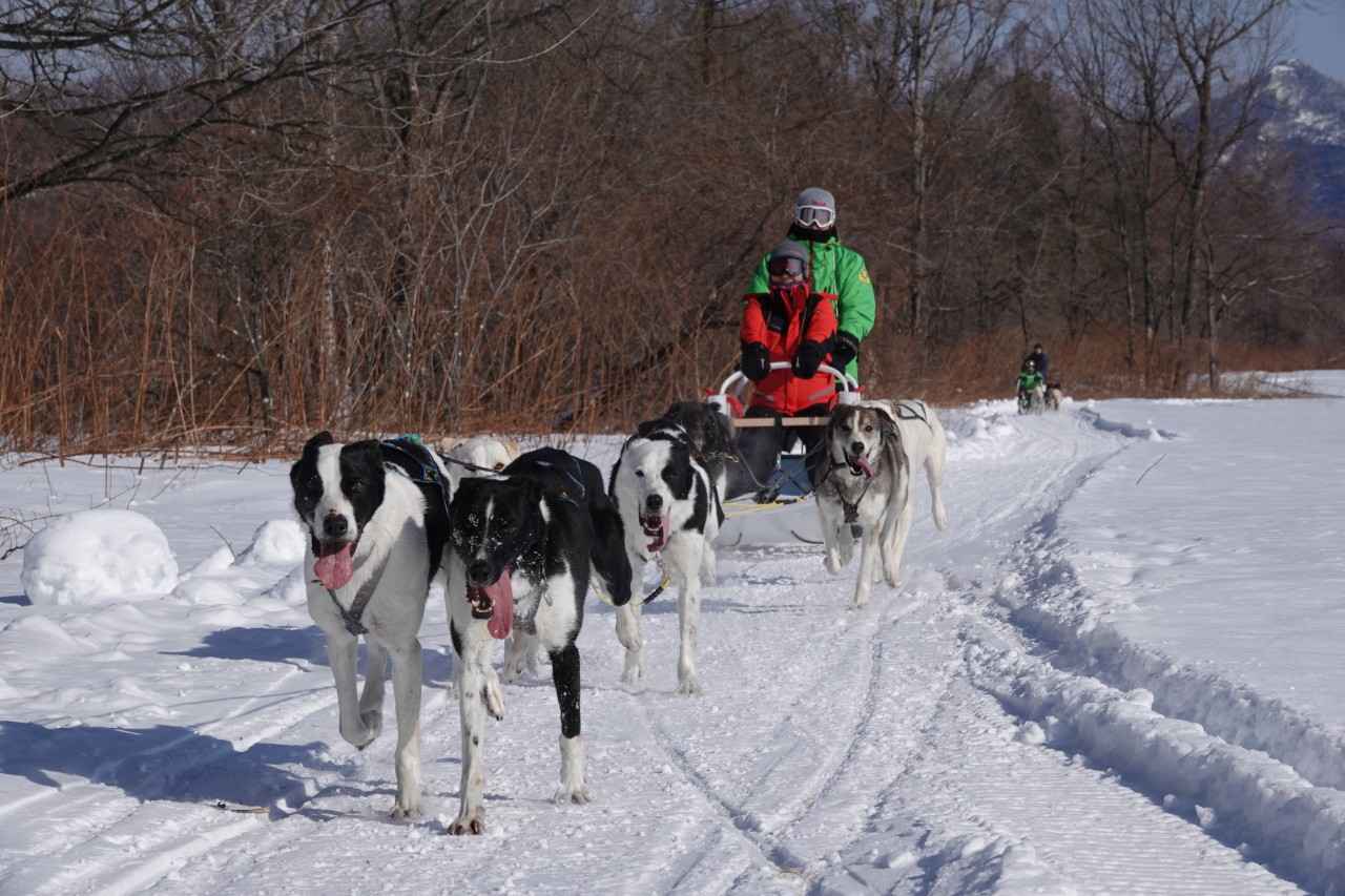 画像3: Mushing Works