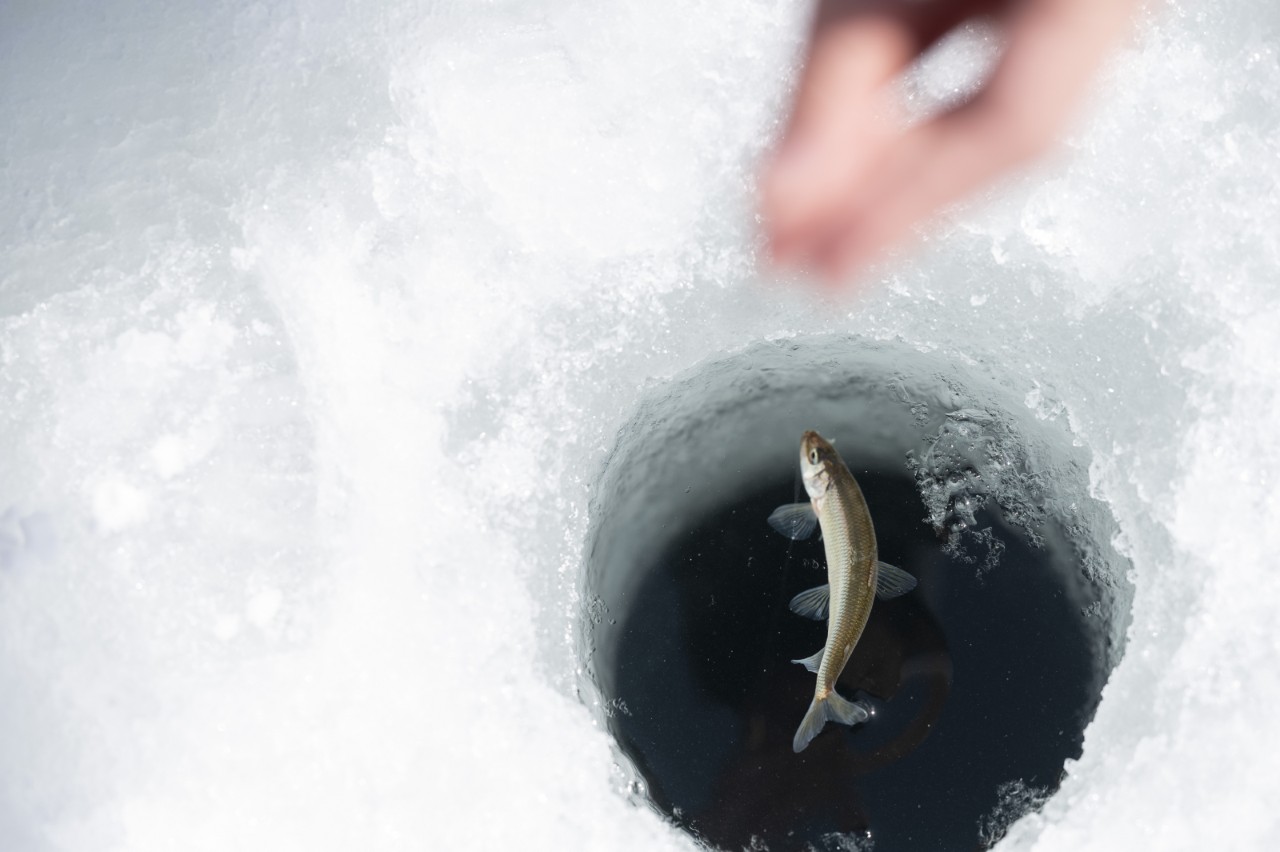 画像2: 提供：前橋観光コンベンション協会