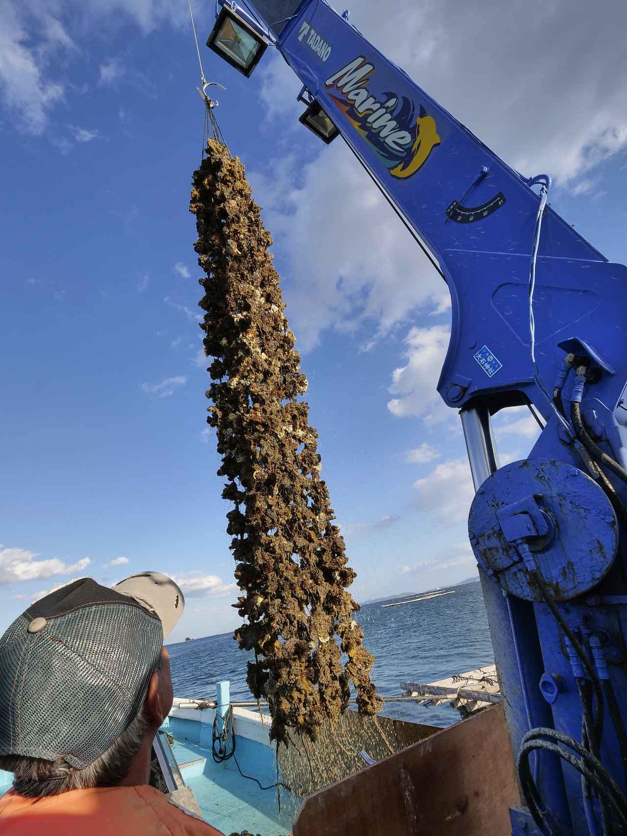 画像1: プリップリッのおいしい岡山牡蠣