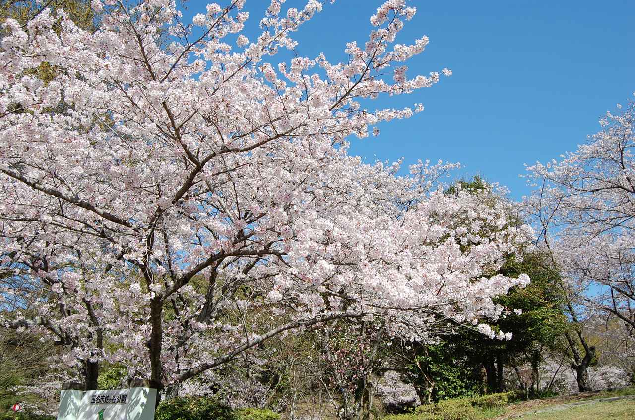 画像: 桜が咲き誇る蛇が谷公園