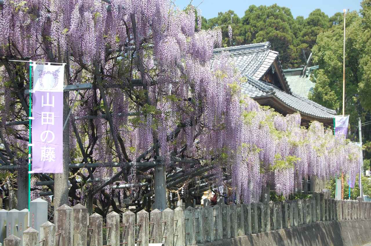 画像: 長く垂れ下がる優雅な山田の藤(山田日吉神社)