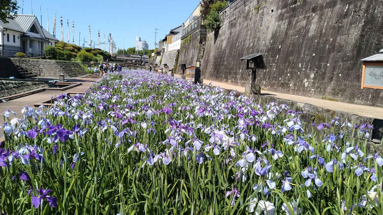 画像: 満開の花しょうぶが高瀬裏川を彩る風景(高瀬裏川)