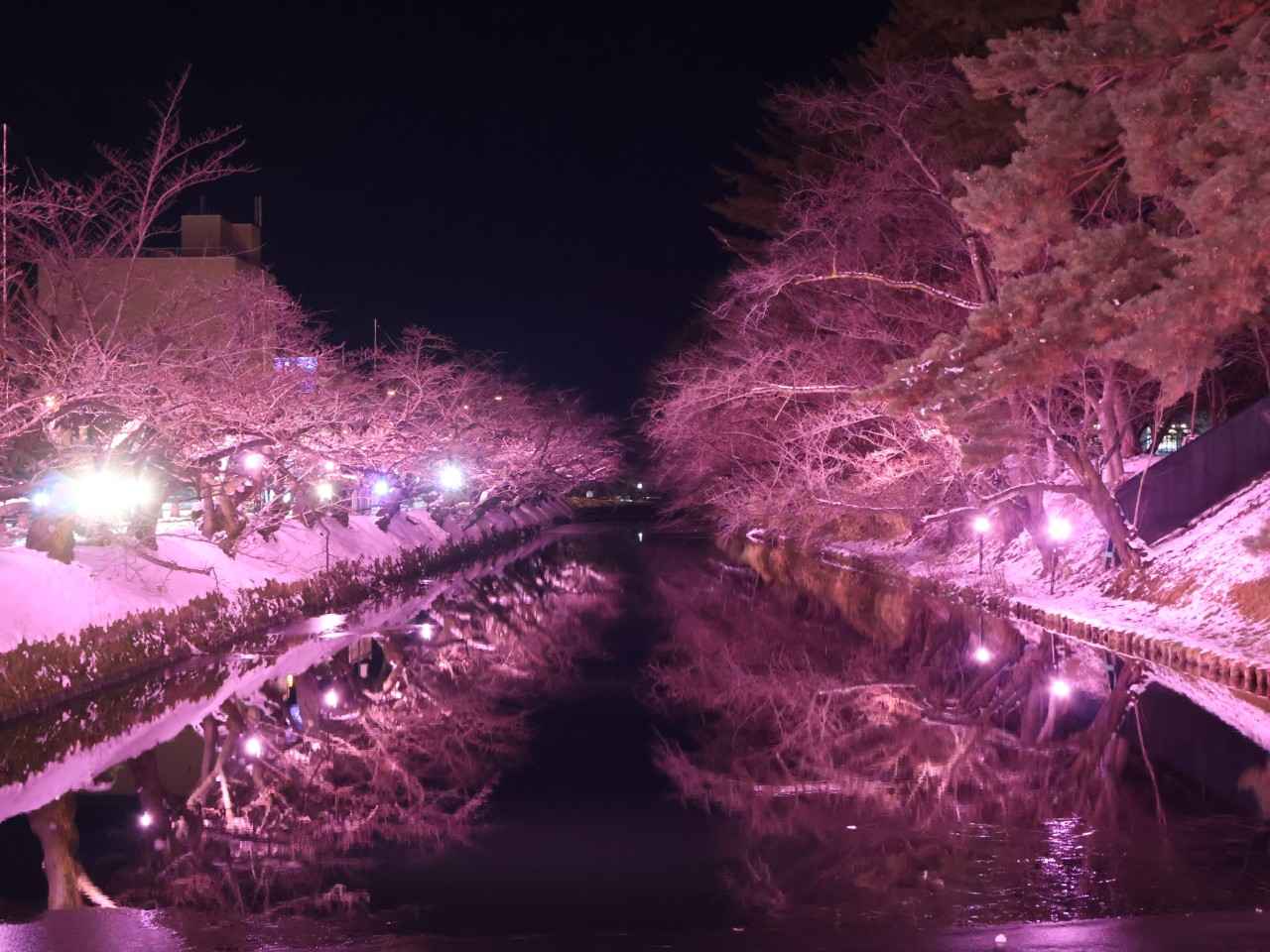 画像: 【弘前駅】19:00 旅のハイライト!弘前公園「冬に咲くさくらライトアップ」