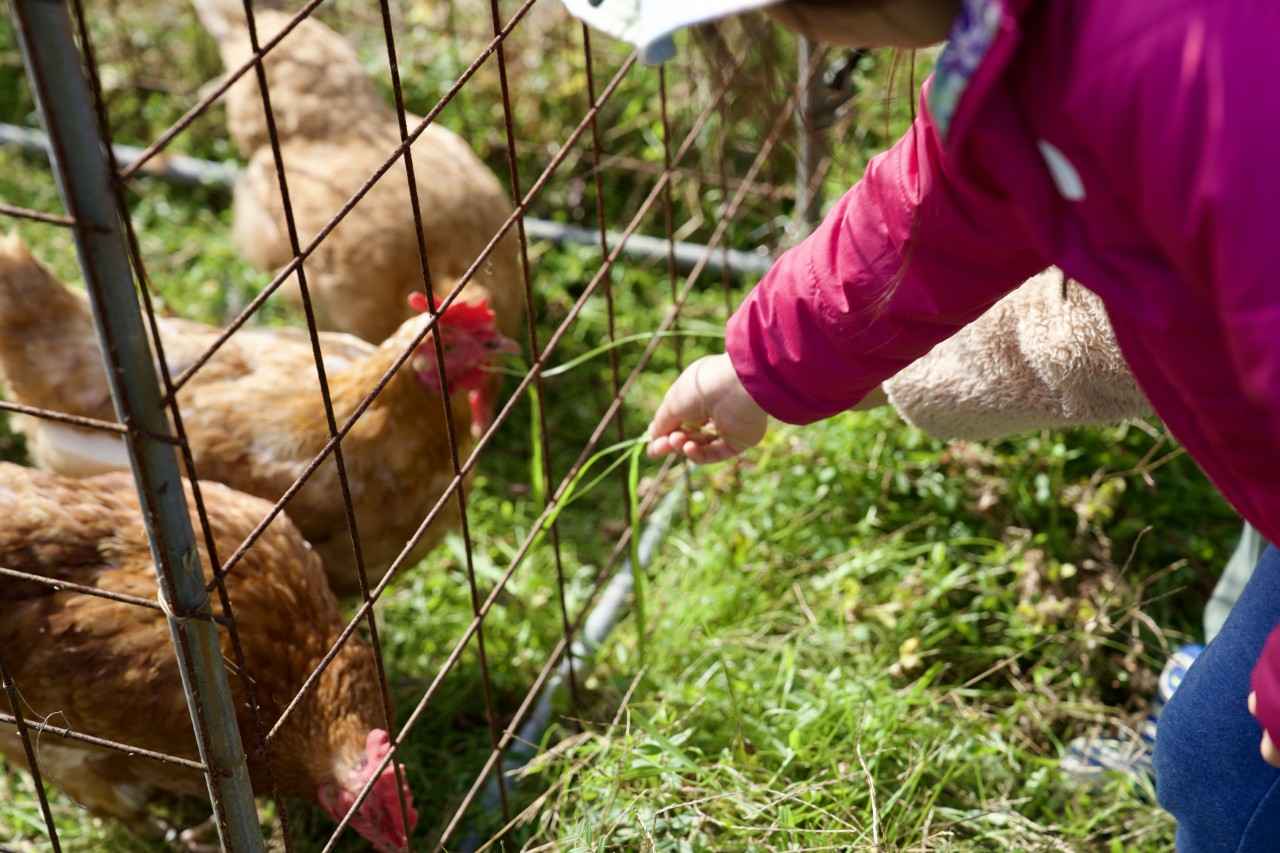 画像3: 2日目｜イノシシと畑から学ぶ、命と循環の仕組み