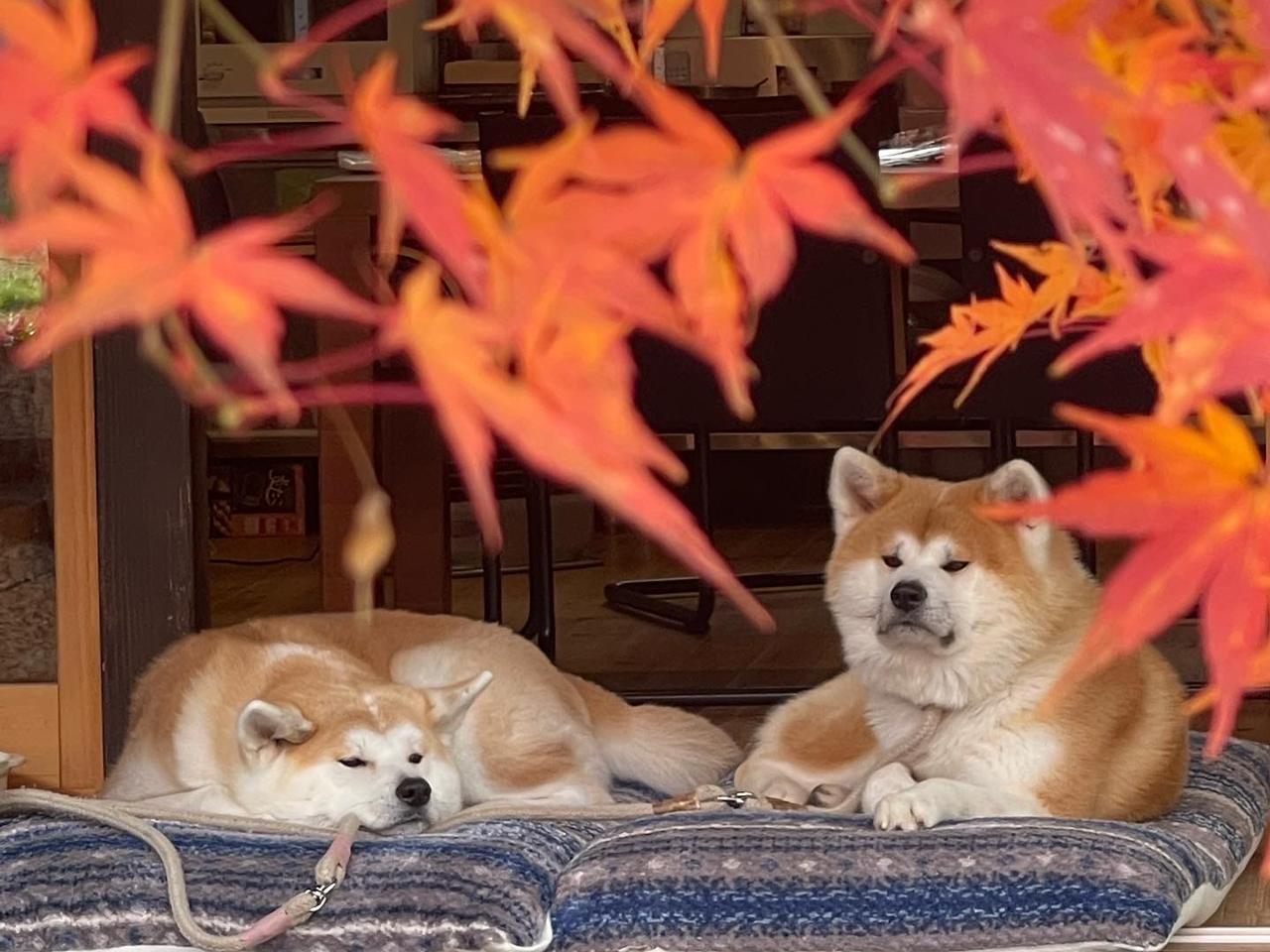 画像: ドキドキと癒しがいっぱい。秋田の男鹿半島＆角館を巡る1泊2日の2人旅 - OnTrip JAL