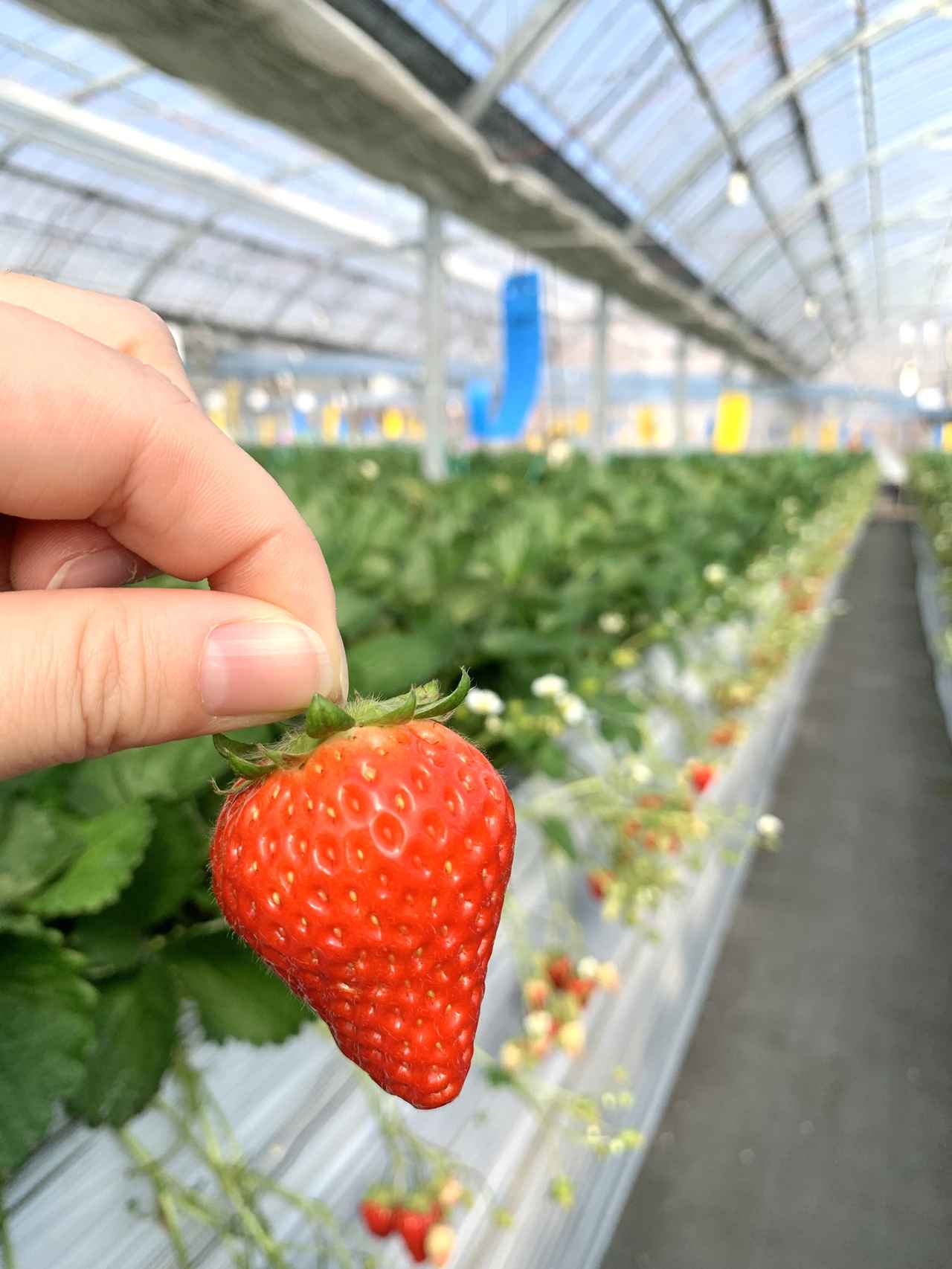 画像: #大分県生まれの特別ないちご「ベリーツ」