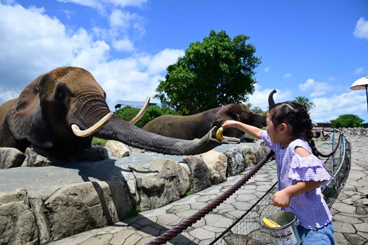 画像2: 「アドベンチャーワールド」で陸、海、空の動物たちに出合う
