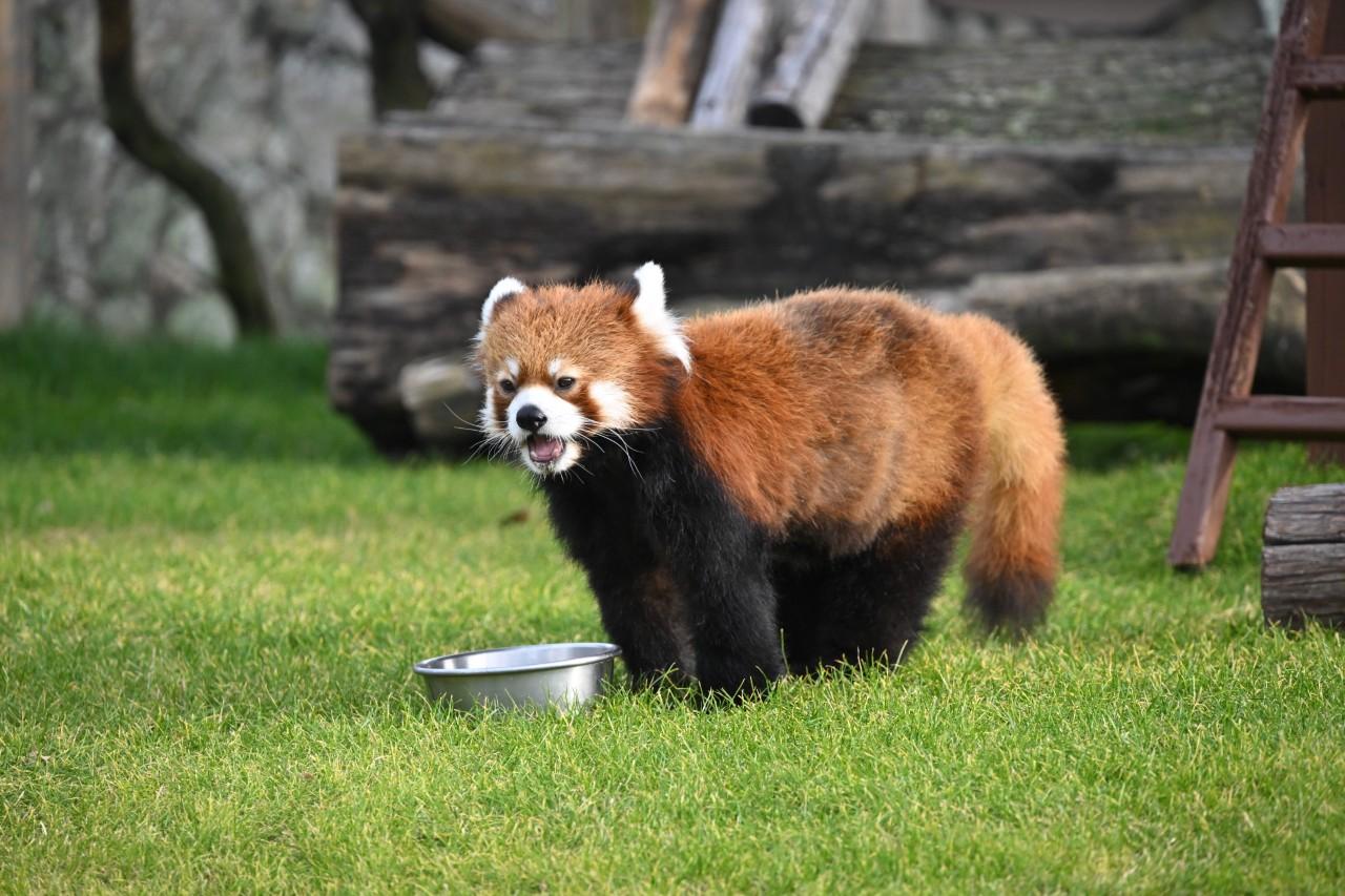 画像3: 「アドベンチャーワールド」で陸、海、空の動物たちに出合う