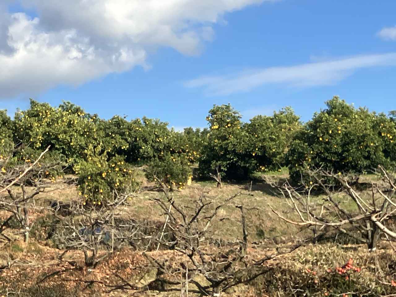 画像: 和歌山県有田市みかん畑