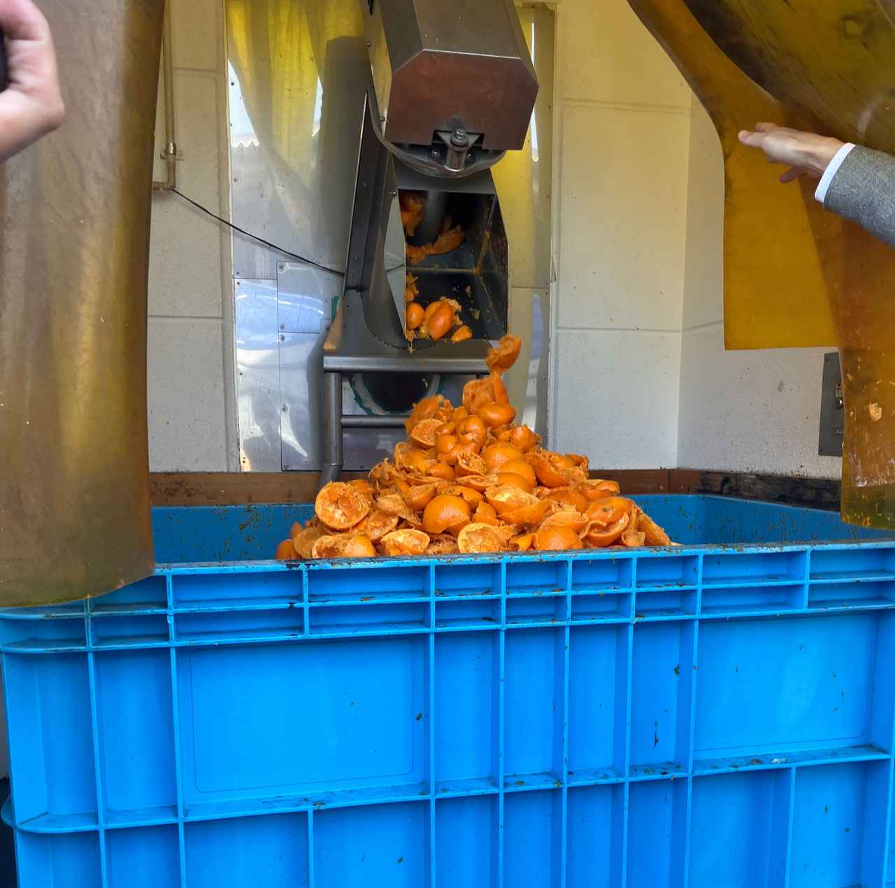 画像: 果汁を絞った後の果皮