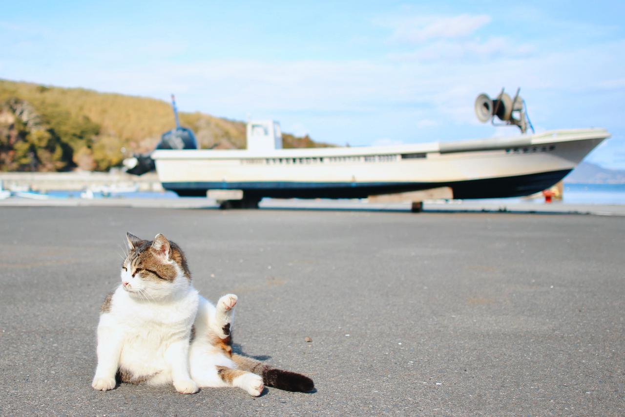 画像1: 田代島 －自由気ままな猫たちの楽園