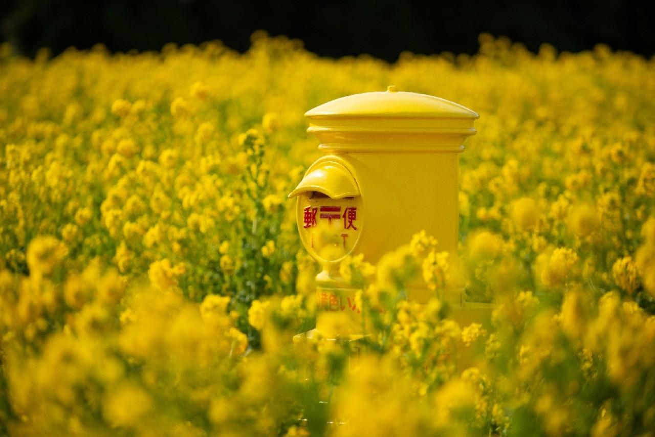 画像3: 潮風香る菜の花ガーデン