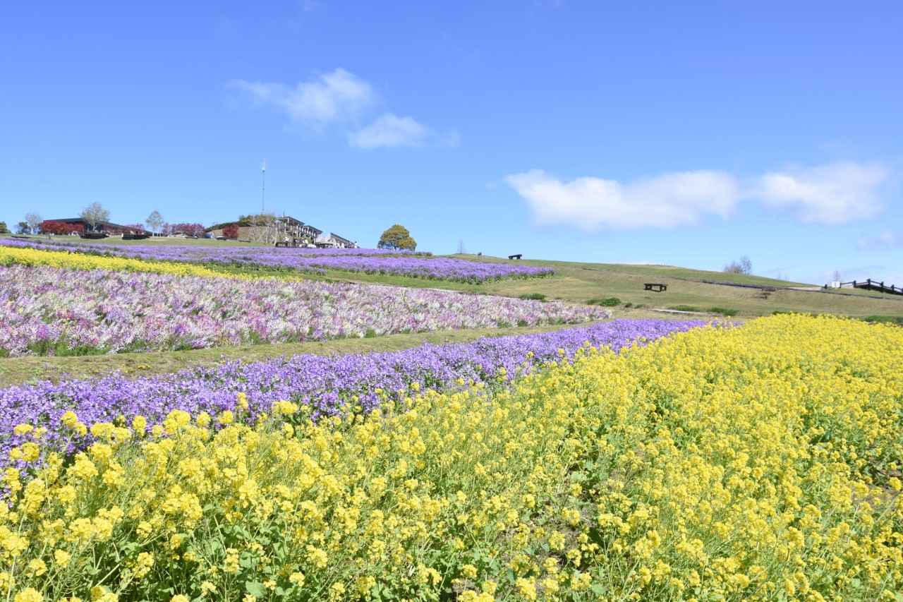 画像2: ©あわじ花さじき