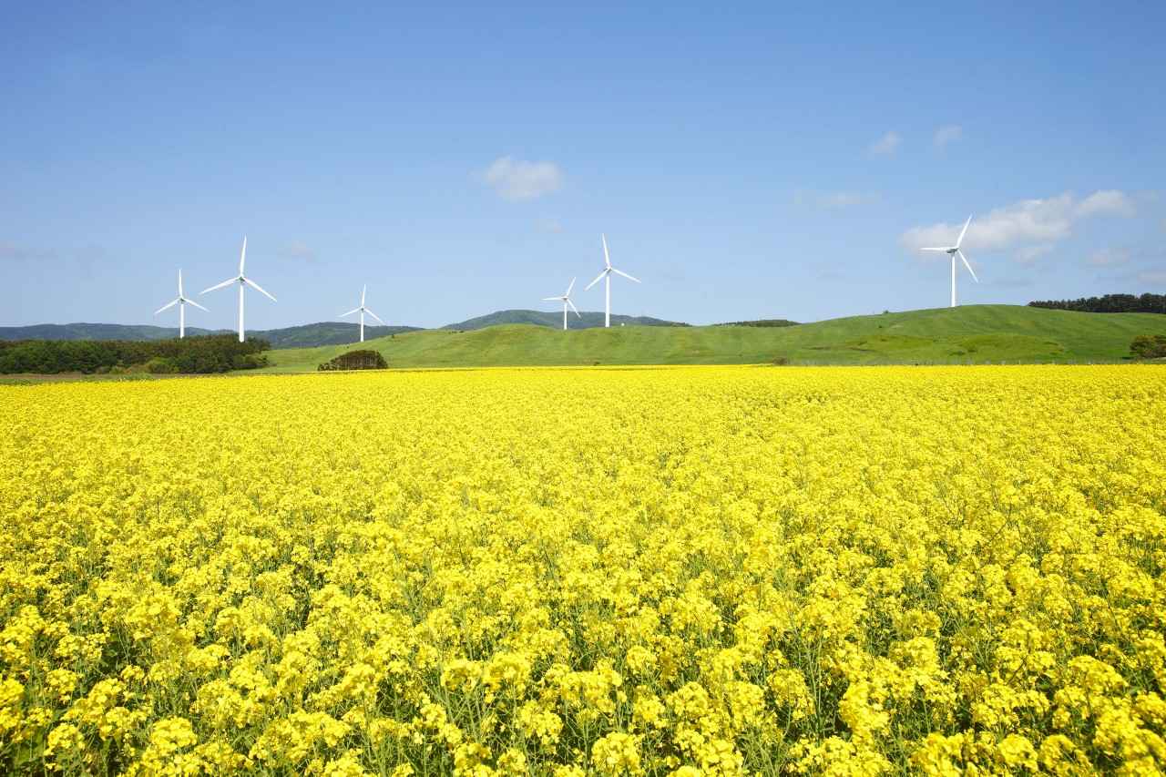 画像: 町全体でなんと約100ha！圧巻のイエローパノラマ