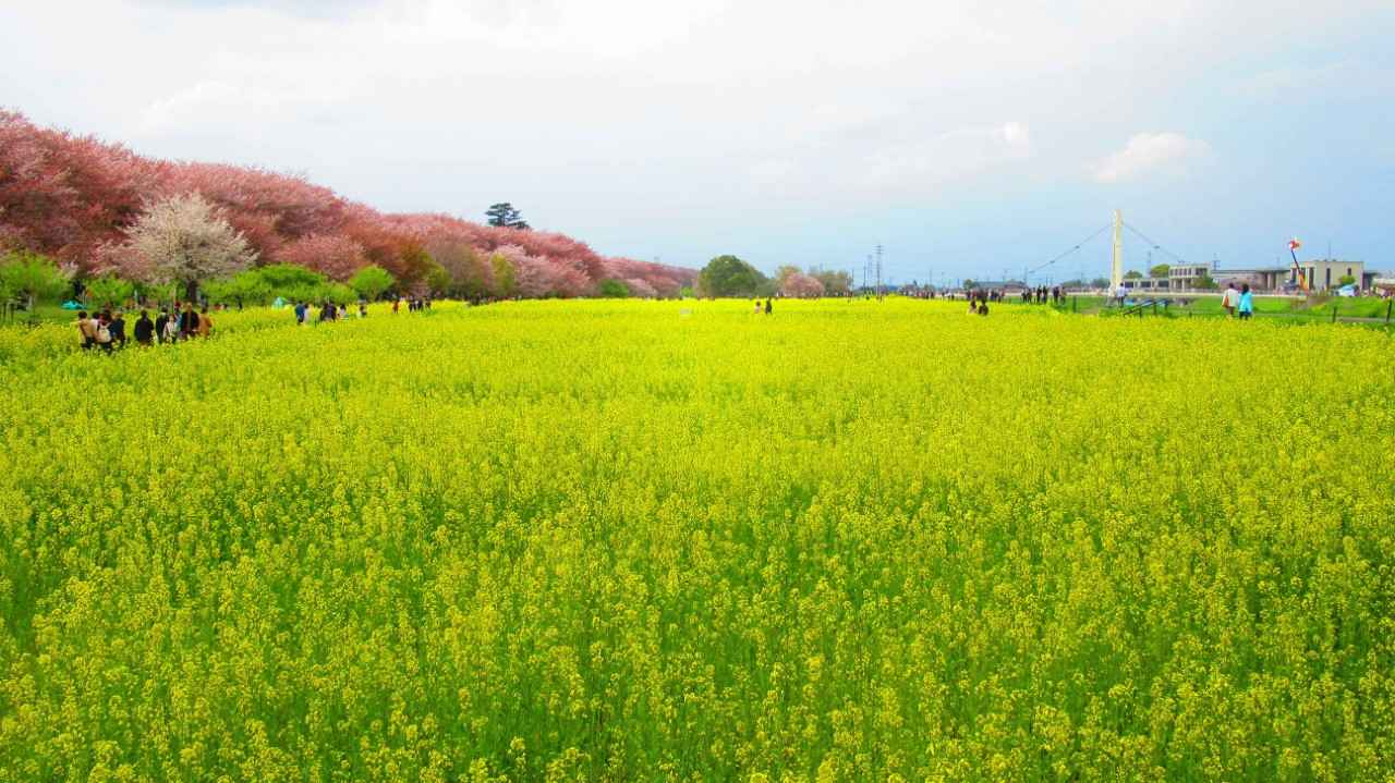 画像: 菜の花と桜の共演！春爛漫の大パノラマ