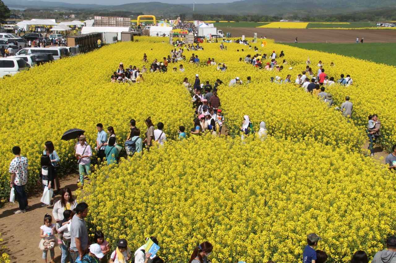 画像: 菜の花大迷路