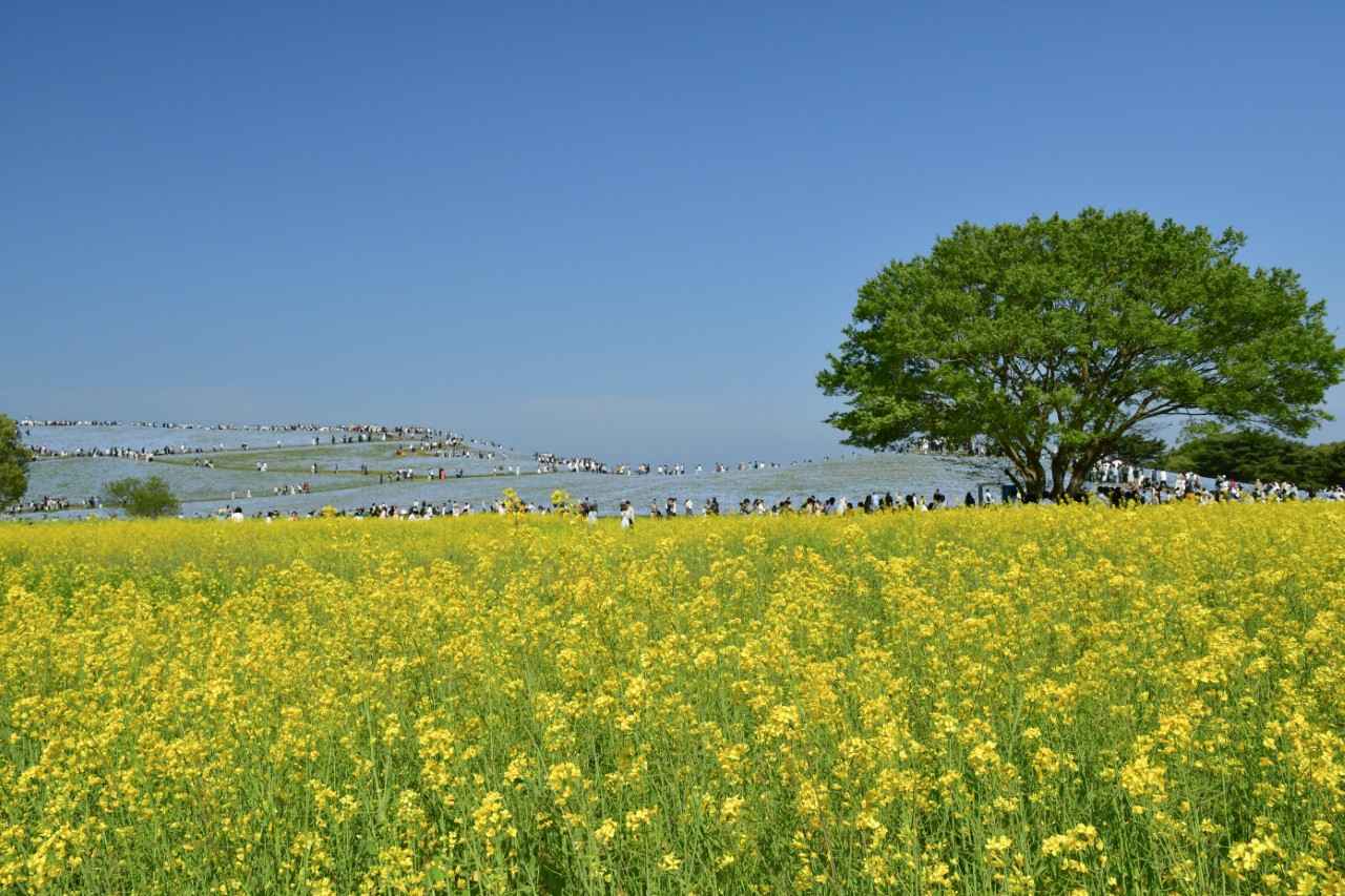 画像1: 提供：国営ひたち海浜公園