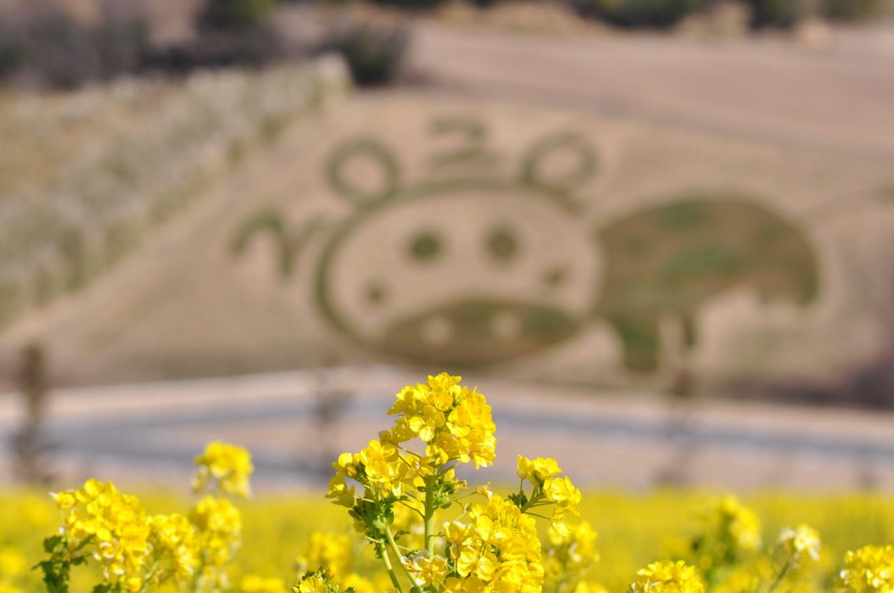 画像3: ©あわじ花さじき