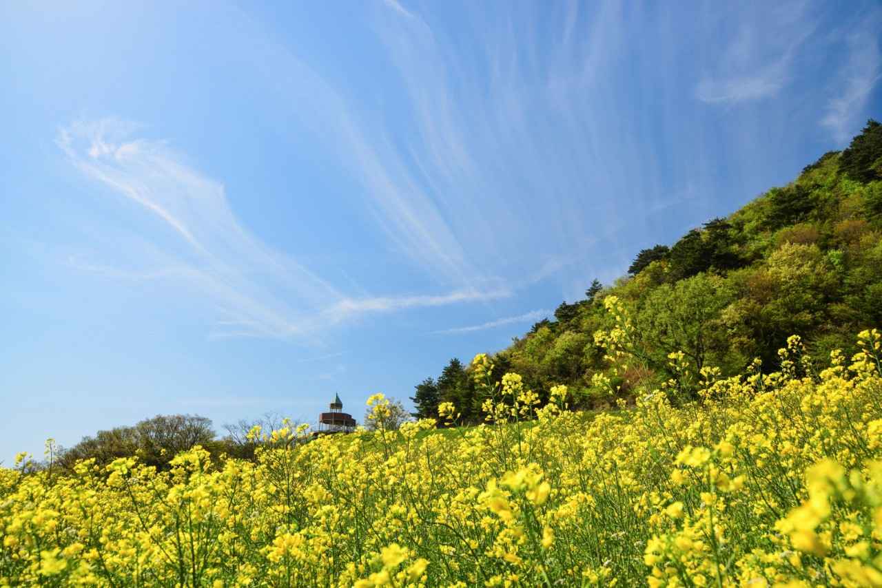 画像2: 瀬戸内を望む天空の菜の花畑