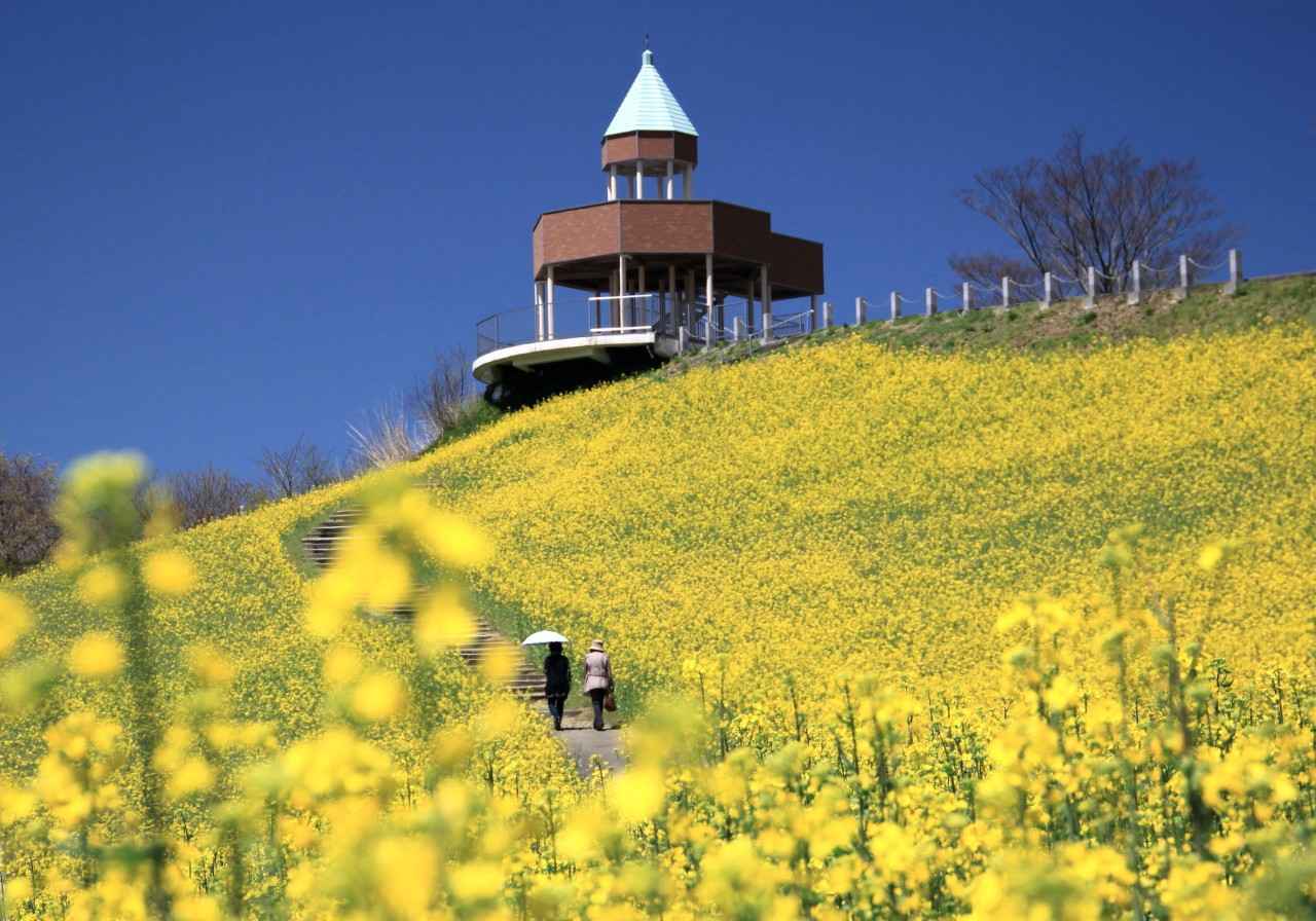 画像1: 瀬戸内を望む天空の菜の花畑