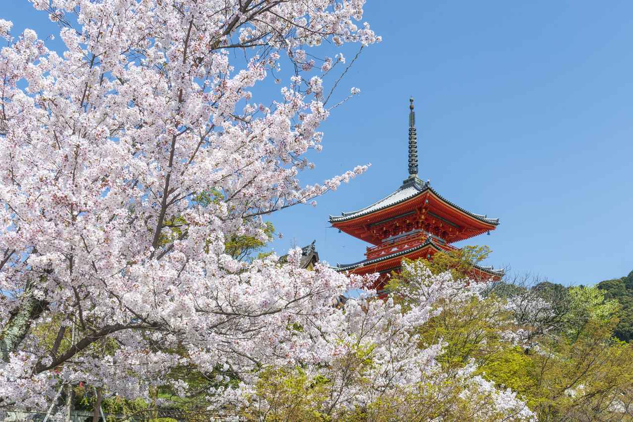画像: 京都・桜の名所20選。定番から穴場まで、お花見で春爛漫な絶景を楽しもう