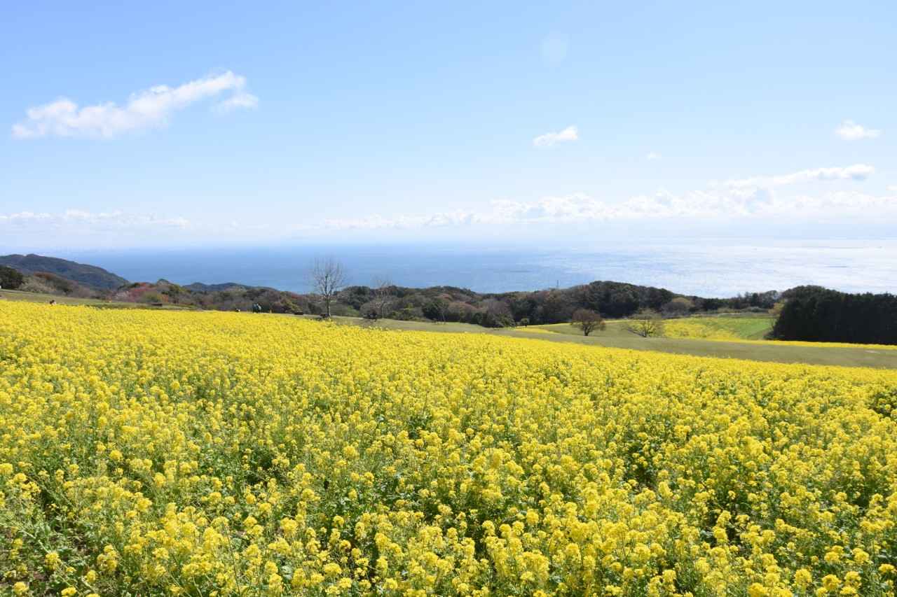 画像1: ©あわじ花さじき