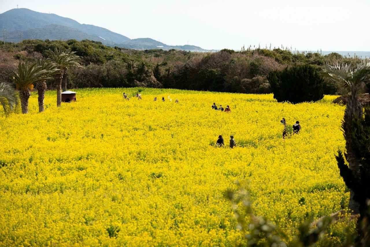 画像1: 潮風香る菜の花ガーデン